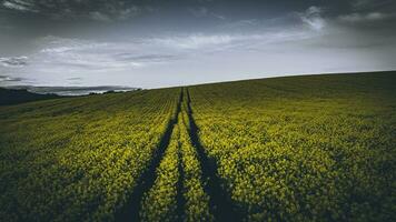 Moody rapseed farm field in a spring evening, east sussex, uk photo