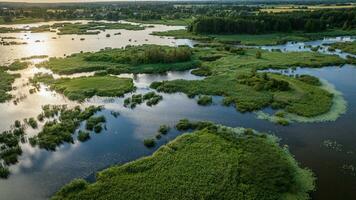 Aerial view of swamp in easter europe in summer hot day photo