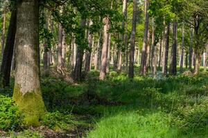 Bluebells in a field in sunny weather on a quiet evening, West Sussex, UK photo