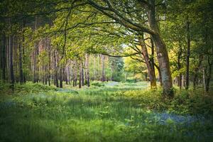 Bluebells in a field in sunny weather on a quiet evening, West Sussex, UK photo