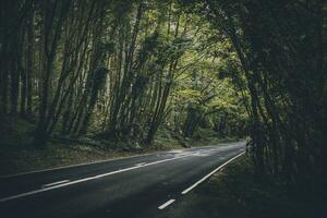 Quiet road in a dark forest, West Sussex, UK photo