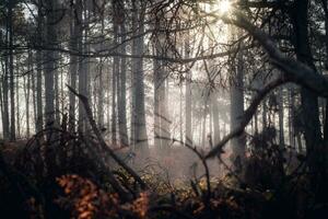 Misty morning in the forest on a cold morning photo