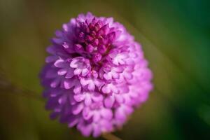 Close up of pyramidal Orchid taken by the sea, East Sussex, UK photo