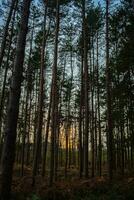 Sunset or sunrise in the forest visible through the trees in autumn. photo