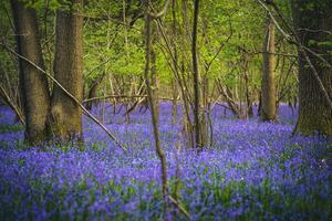 Bluebells in a field in sunny weather on a quiet evening, West Sussex, UK photo