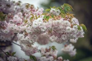 temprano primavera florecer en árboles, blanco, rosado flores, Oeste sussex, Reino Unido foto