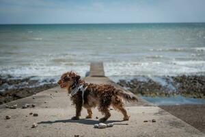 Dog on a short pier on a pebble pier by the sea photo