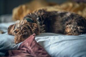 Dog relaxing on bed after long walk photo