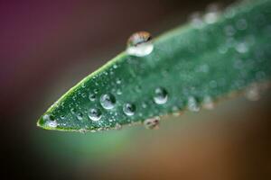 Droplets after the rain on a green leafs in a sunlight photo