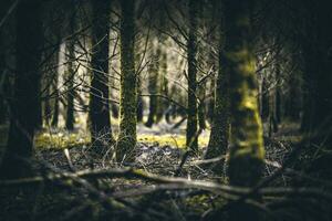 Darker old forest on late autumn photo