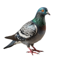 Pigeon isolated on transparent background, created with generative AI png