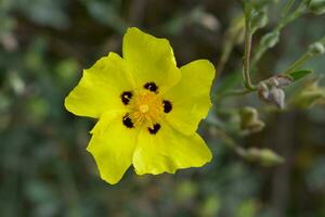 halimio flor cerca arriba foto