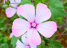 Lavatera Trimestris Beautiful Flower photo