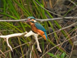 kingfisher- Alcedo Atthis Background photo