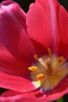 Tulip Close Up photo