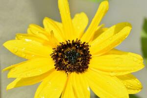 Helianthus Annuus  Sunflower photo