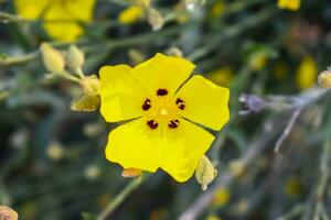 Halimium Flower Close Up photo