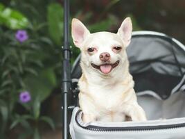 brown short hair chihuahua dog standing in pet stroller in the garden. Smiling happily. photo