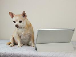 brown short hair Chihuahua dog sitting on bed and white background, looking at digital tablet screen. Animal and technology concepts. photo