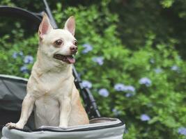 brown short hair chihuahua dog standing in pet stroller in the garden with purple flowers and green background. Smiling happily. photo