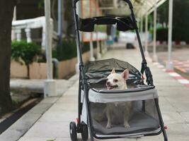 brown short hair chihuahua dog sitting in pet stroller outdoor on walkway. photo