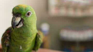close up of a green feathered parrot, close up of green parrot eye with copy space photo