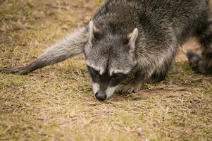 Close up of a raccoon on the grass, Portrait of a cute raccoon in its habitat, A young wild Procyon on the grass photo