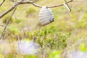 Close up of a bee honeycomb on branches, bees surrounding their honeycomb, colony of bees on a branch photo