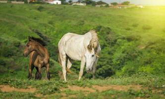 Two horses eating grass together, One came eating grass with her calf in the field, two horses together in the photo