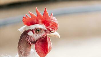 Portrait of a rooster, Close up of a rooster with a red crest, Head of a rooster with a red crest isolated photo