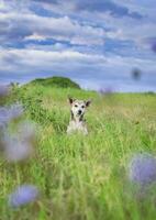 Portrait of a dog in the field, A dog in the field with copy space photo