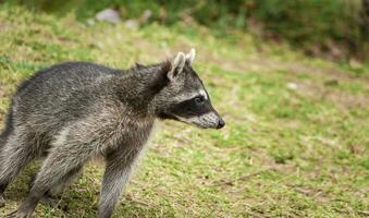 Close up of a raccoon in a tree, Portrait of a cute raccoon in its habitat, A young wild Procyon in its habitat photo