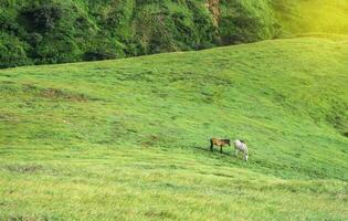 Two horses eating grass together in the field, hill with two horses eating grass, two horses in a meadow photo