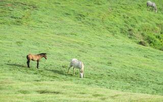 Two horses eating grass together in the field, hill with two horses eating grass, two horses in a meadow photo