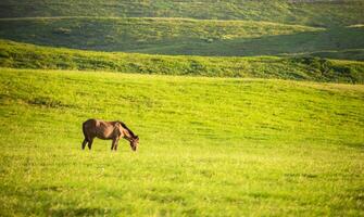 caballo en el verde campo comiendo césped, un marrón caballo pasto en el verde campo foto