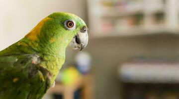 close up of a green feathered parrot, close up of green parrot eye with copy space photo