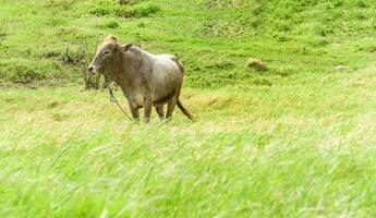 Portrait of an adult calf in the field, close up of a gray bull in the grass with copy space photo