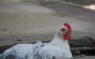 Close up of a crested chicken, close up of a chicken in the yard, farmed chicken in the yard, crested of a farm chicken photo