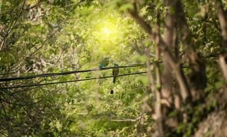 Two Guardabarrancos birds in the trees, National bird of Nicaragua on a branch, Two Guardabarrancos on a branch, Central American national bird photo