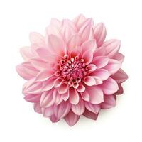 delicate pink chrysanthemum flower buds and leaves isolated photo