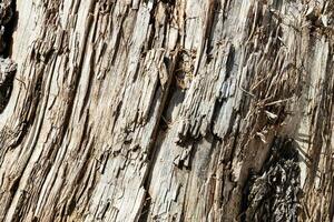 Wood abstract texture. Surface grunge backdrop. Dirty wooden effect pattern. Material background. photo