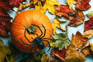 Halloween concept background. Top view of halloween pumpkin,spider and autumnal leaves. Halloween party decoration concept photo