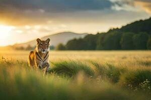 a tiger walking through a field at sunset. AI-Generated photo