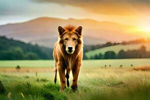 a lion walking in a field at sunset. AI-Generated photo