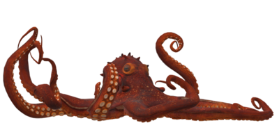 Octopus isolated on a Transparent Background png