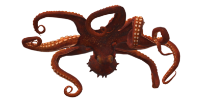 Octopus isolated on a Transparent Background png