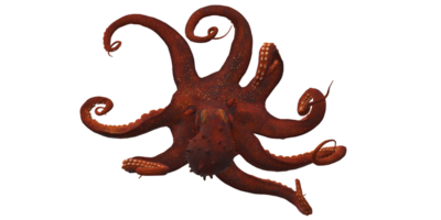 Octopus isolated on a Transparent Background png