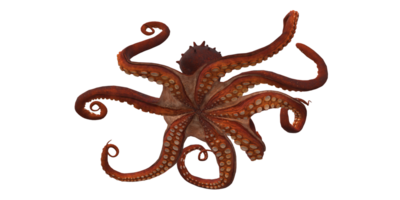 Octopus geïsoleerd Aan een transparant achtergrond png