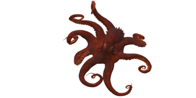 Octopus isolated on a Transparent Background png