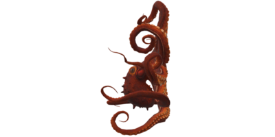 pulpo aislado en un transparente antecedentes png